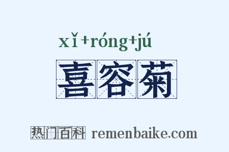 喜容菊是什么意思的图片